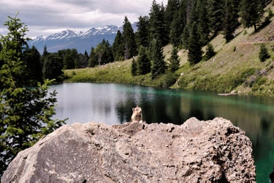 Squirrel before a Lake in Jasper