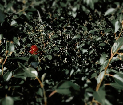 One red flower among the leaves