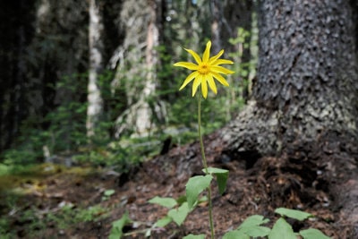 Yellow flower in a forest