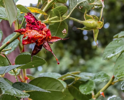 Closeup of a decaying flower