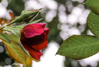 Closeup of a rose