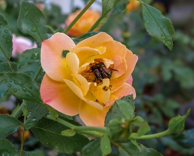 Two beetles in a flower