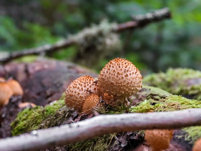 Closeup of mushrooms
