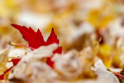 Red leaf among fallen leaves