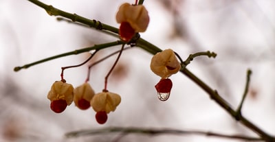 Closeup of buds on a branch with a drop of water frozen mid-drop
